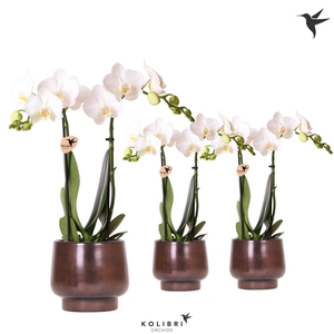 Kolibri Orchids Phalaenopsis white 2 spike in Scandic pot copper
