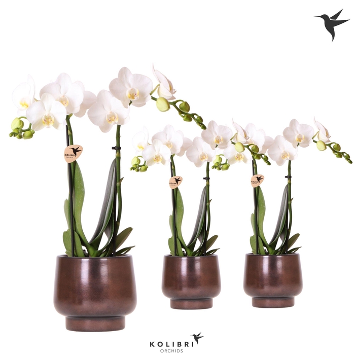 Kolibri Orchids Phalaenopsis white 2 spike in Scandic pot copper