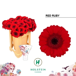 Germini Red Ruby Water/Hoes x80