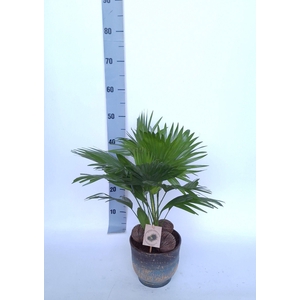 LIVISTONA ROTUNDIFOL