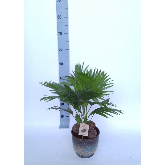 <h4>LIVISTONA ROTUNDIFOL</h4>