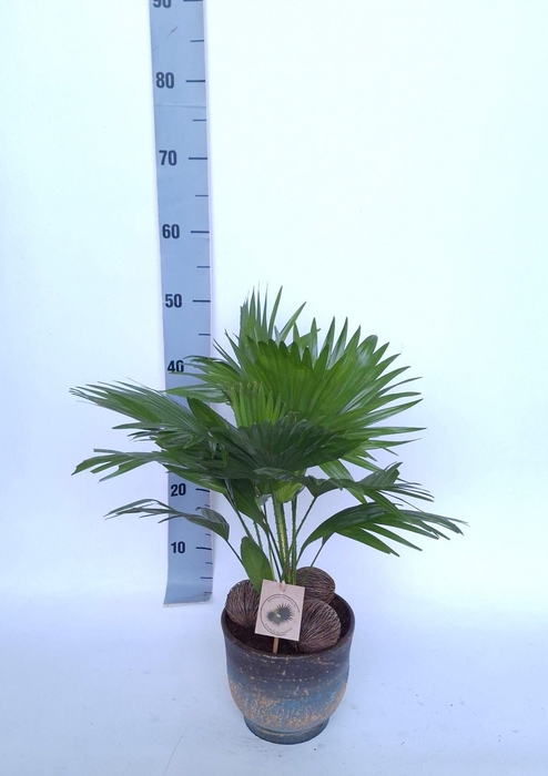<h4>Livistona in Pot Aico bleu D17</h4>