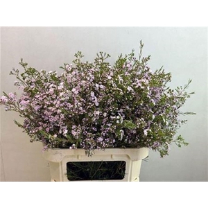 CHAMELAUCIUM UNCI. 'DANCQUEEN'
