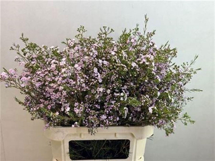 <h4>CHAMELAUCIUM UNCI. 'DANCQUEEN'</h4>