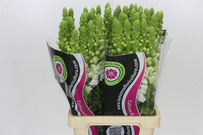 <h4>Antirrhinum Potomac White</h4>