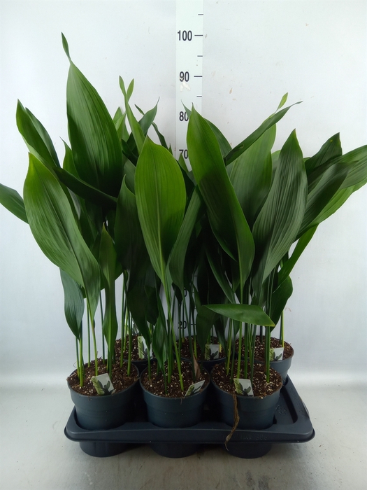 <h4>Aspidistra elat.</h4>