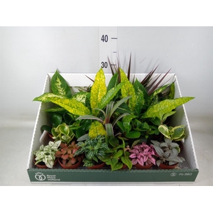 Planten Groen   ...mix 24