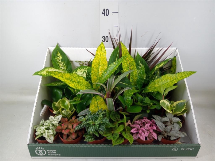 <h4>Planten Groen   ...mix 24</h4>