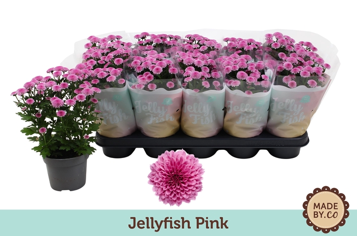 <h4>Chrys Jellyfish Pink</h4>