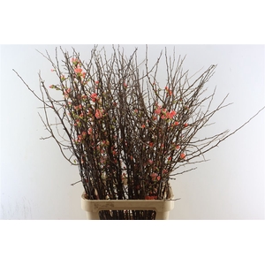 Chaenomeles Superba.ca 110/120cm