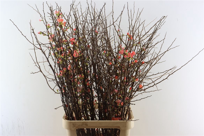 <h4>Chaenomeles Superba.ca 110/120cm</h4>