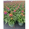 Erysimum linifolium Super Bowl Suns