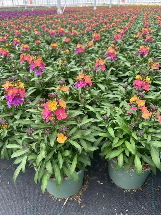 Erysimum linifolium Super Bowl Suns