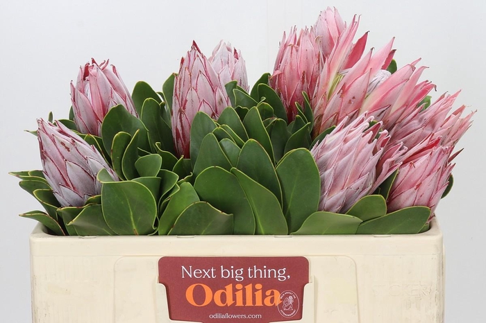 Protea Cynaroides