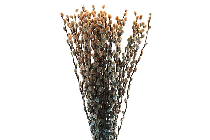 <h4>Salix Snowflake Klb Blue Bay</h4>