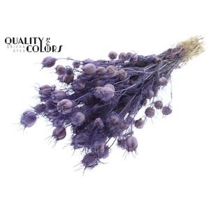 Nigella per bunch Frosted Milka