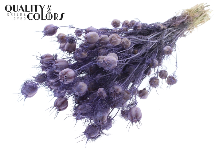 Nigella per bunch Frosted Milka