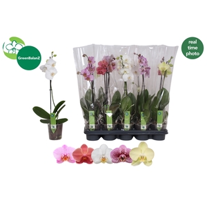 PHAL GEM 4 KL