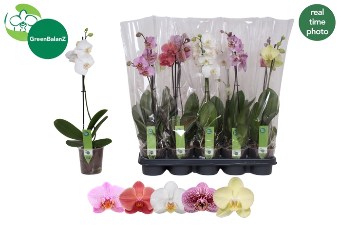 <h4>PHAL GEM</h4>