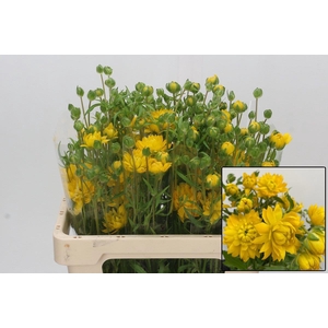 RAN N MODERN PROXIMA