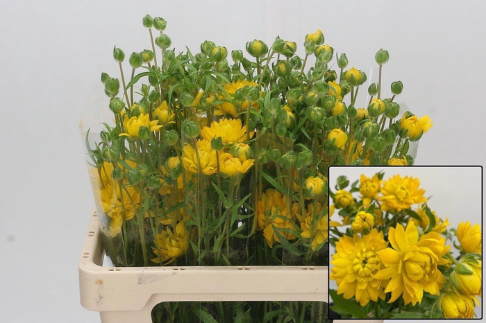 <h4>RAN N MODERN PROXIMA</h4>