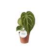 Anthurium blad