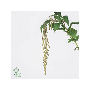 Amaranthus - Caudatus Mira