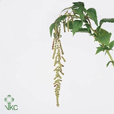 <h4>Amaranthus - Caudatus Mira</h4>