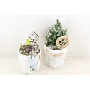 arr4 Hyacint JS - Ker. pot mix hya. picea