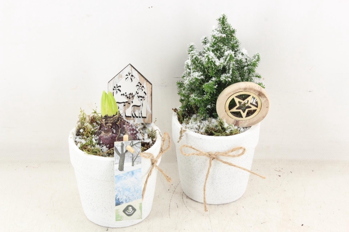 <h4>arr4 Hyacint JS - Ker. pot mix hya. picea</h4>