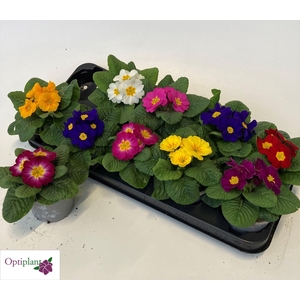 PRIM AC PARADISO GEM