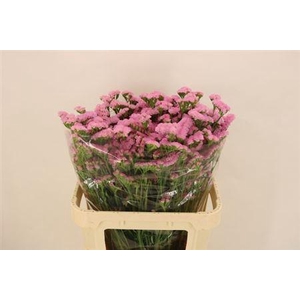 Lim S Lucia Pink