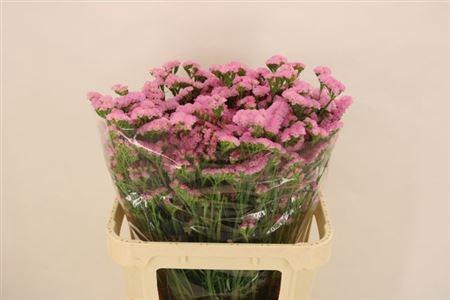 <h4>Lim S Lucia Pink</h4>