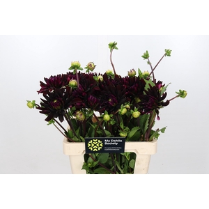Dahlia Chat Noir