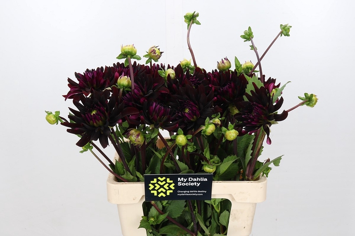 <h4>Dahlia Chat Noir</h4>