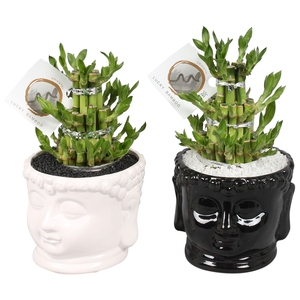 Lucky Bamboo Round 3 Small in ø15cm Buddha head pot Black/White