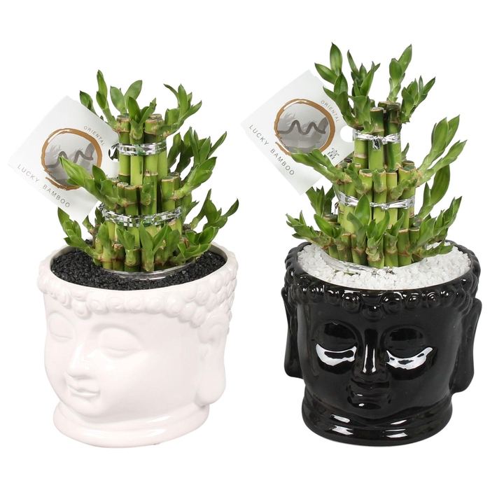 <h4>Lucky Bamboo Round 3 Small in ø15cm Buddha head pot Black/White</h4>