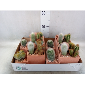 Arr.  Cactus L%