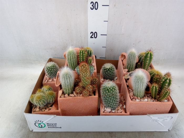 <h4>Arr.  Cactus L%</h4>
