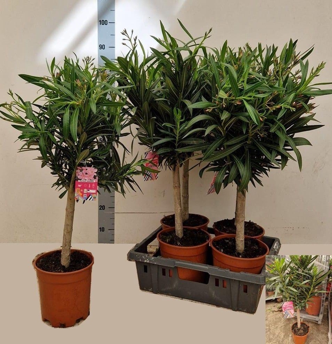 <h4>NERI OLEANDER</h4>