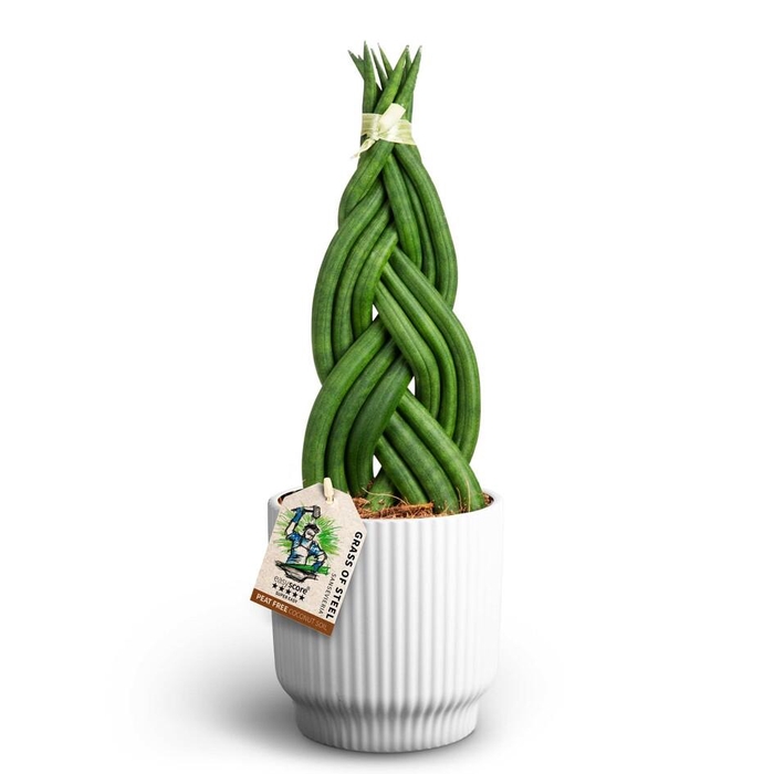 <h4>SANSEVIERIA CYLINDRICA</h4>