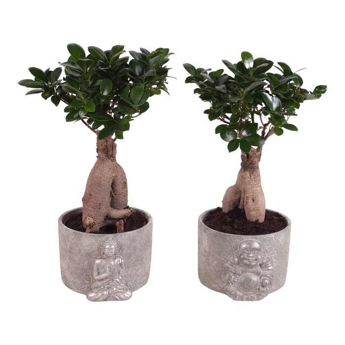 <h4>Ficus m. Ginseng Pot Ø15cm in Ø18cm Ceramic Silver Buddha</h4>
