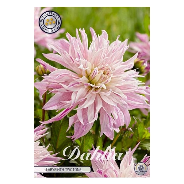 <h4>Dahlia Labyrinth Twotone x 1l</h4>