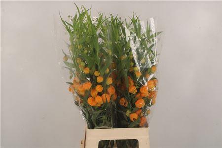 <h4>Sandersonia</h4>