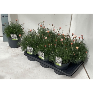 RHODAN H ZAGORA ORAN