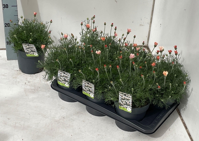 <h4>RHODAN H ZAGORA ORAN</h4>