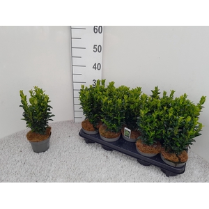 Euonymus Ja Gr Spire