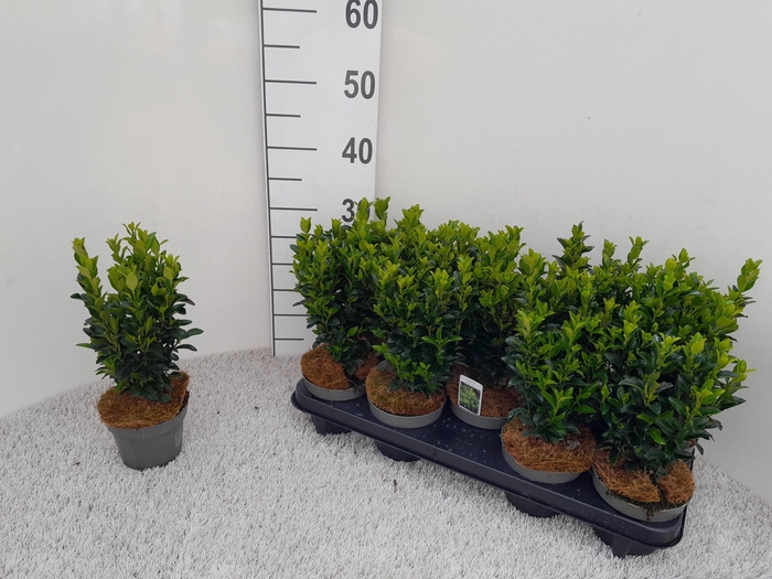 <h4>EUONYMUS JA GR SPIRE</h4>