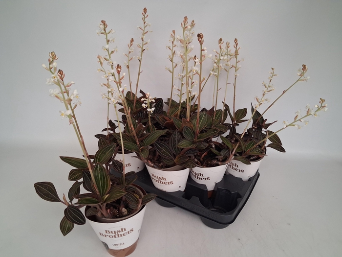 <h4>LUD DISCOLOR</h4>