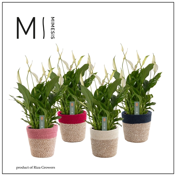 <h4>Mimesis Spathiphyllum Bellini - 13 cm in Jelle mand - Rich Love</h4>